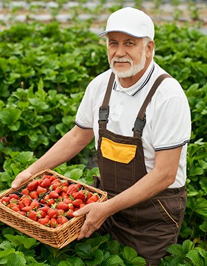 senior man harvesting tasty ripe red strawberry basket